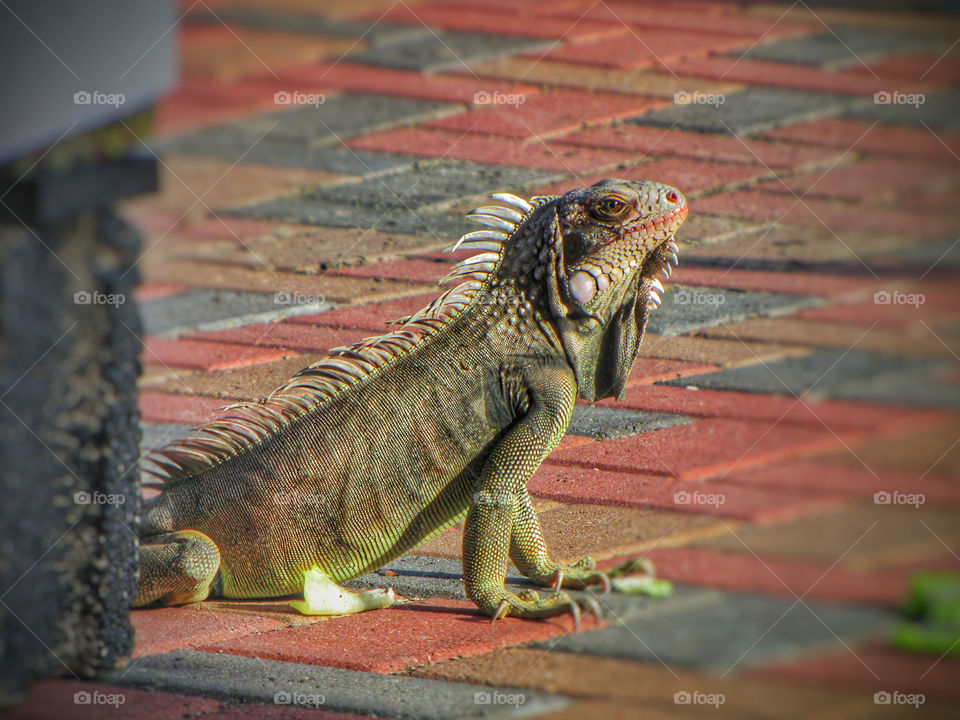 St. THOMAS iguana