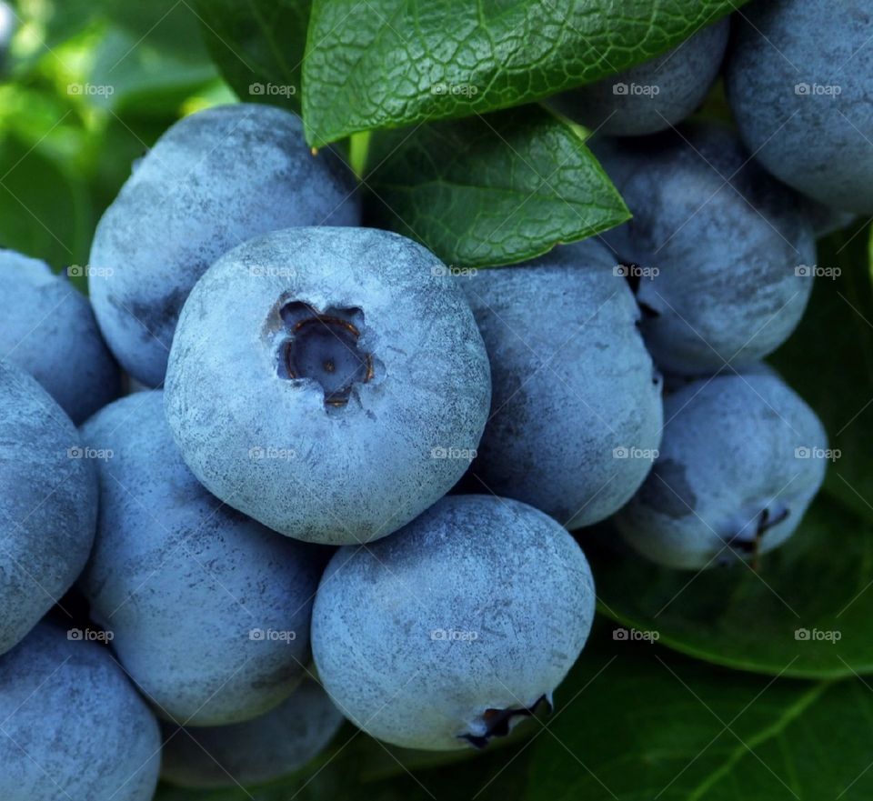 Large blueberries growing on blueberry bush on the farm in summer natural light closeup