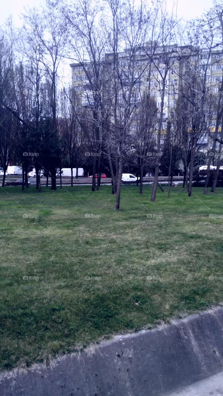 wooded
