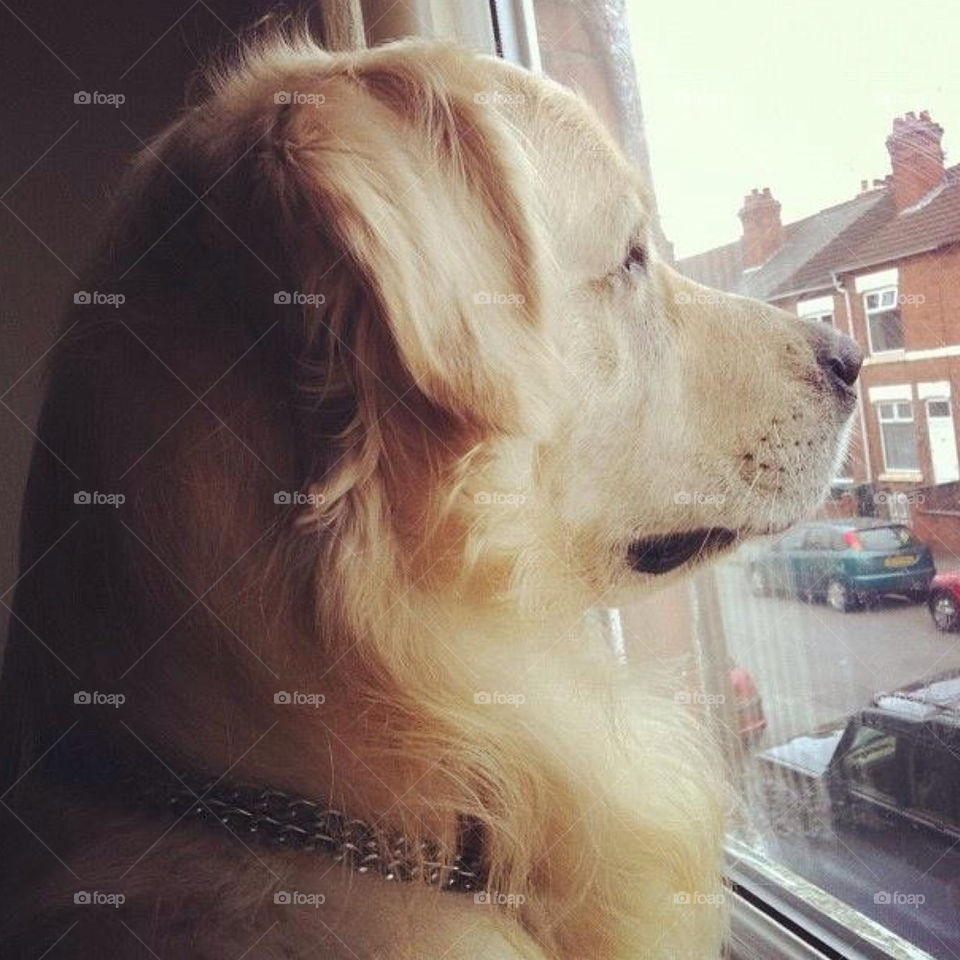 pretty dog window waiting by Zita