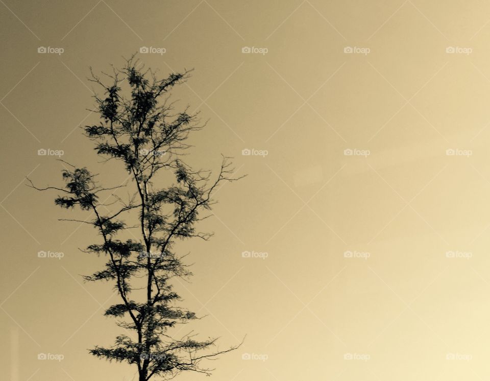 Chicago Series: Budding Trees 