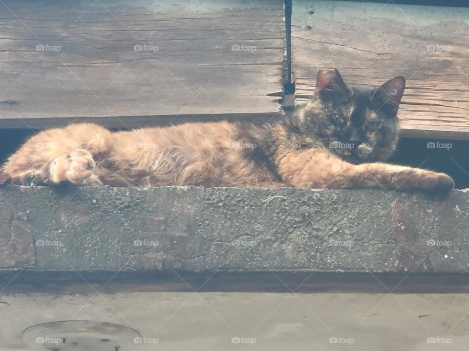 cat lying on the roof