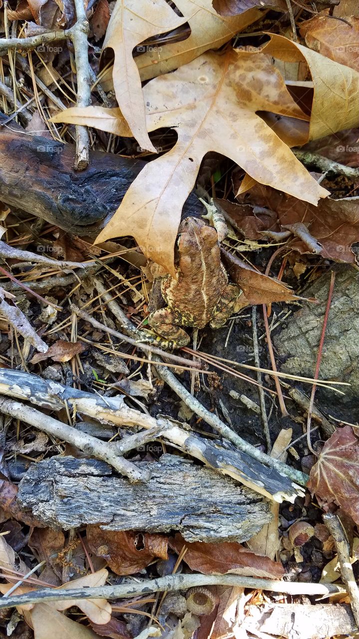 Frog blending in.