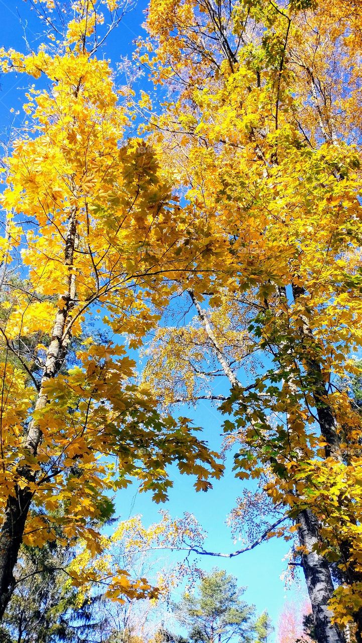 Autumn trees 🍁🍂 Nature 🍁🍂 Fall vibe 🍁🍂