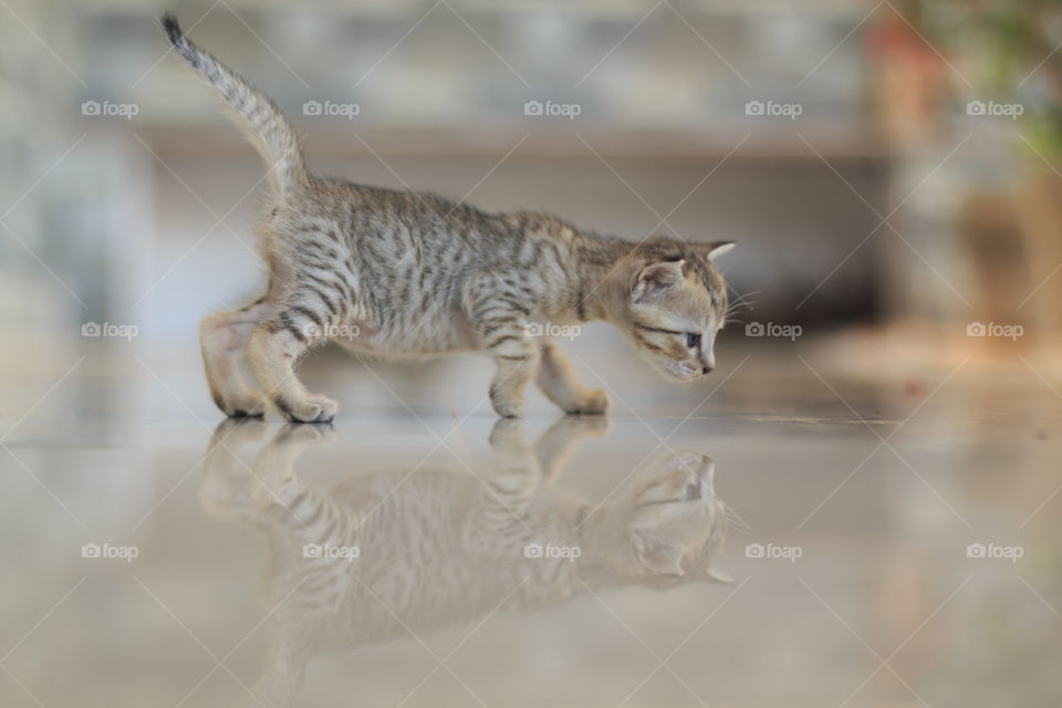 Reflection of cat