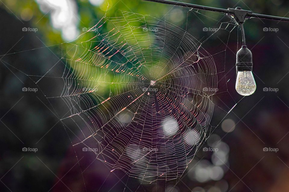Spider web at sunrise