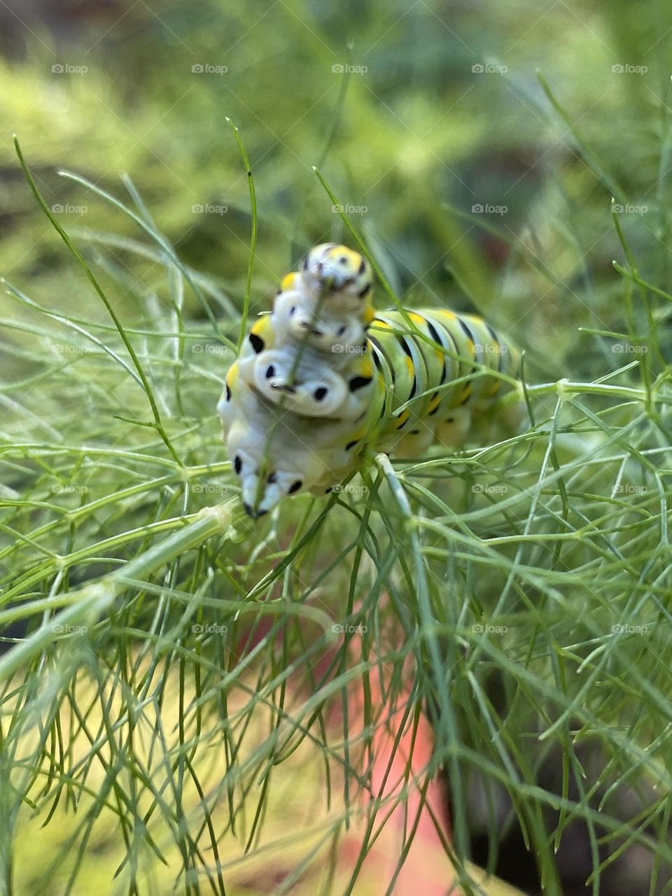 Yellow tail caterpillar munching on some fennel
