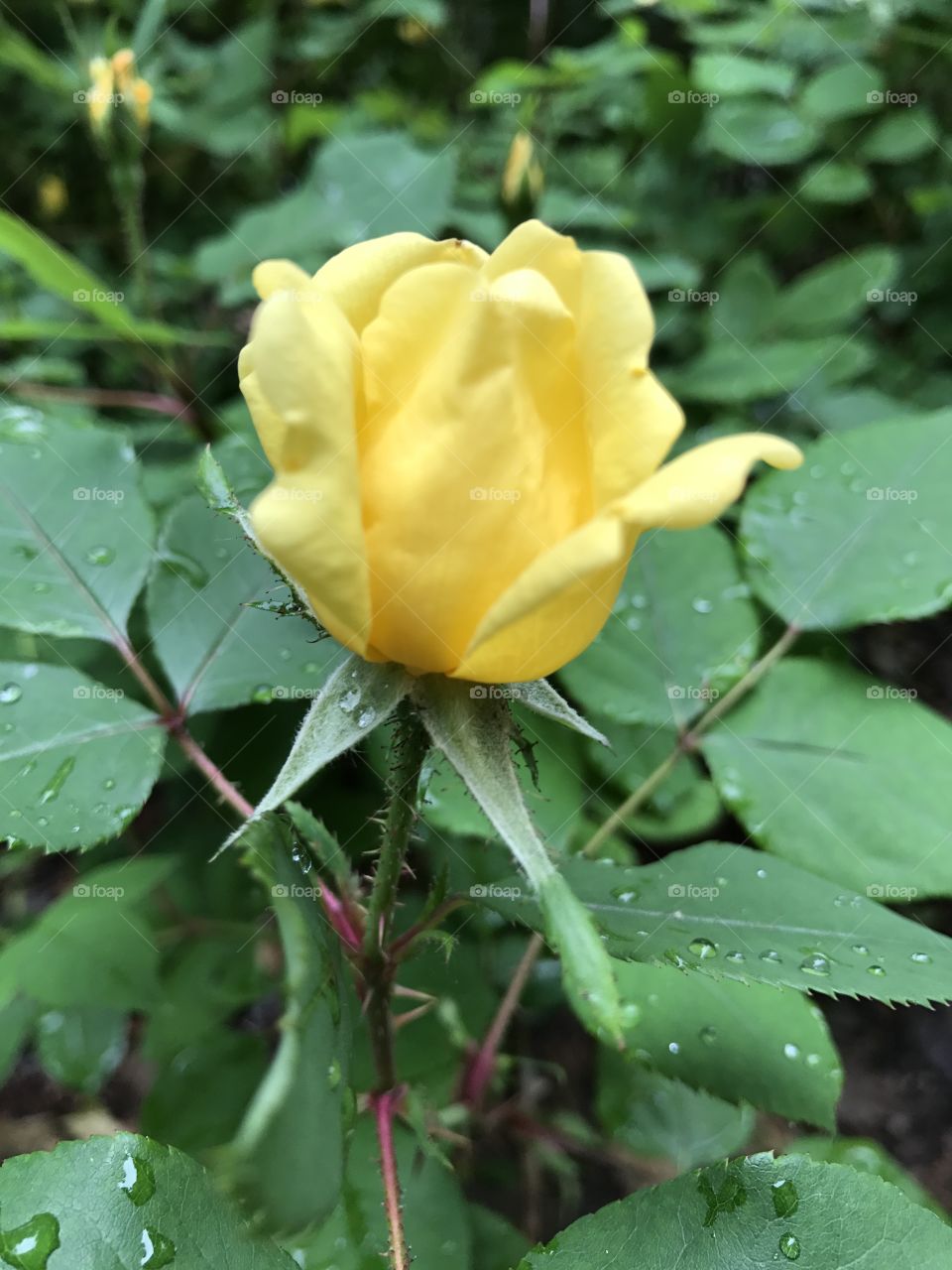 Bright Yellow rose with rain dropped leaves