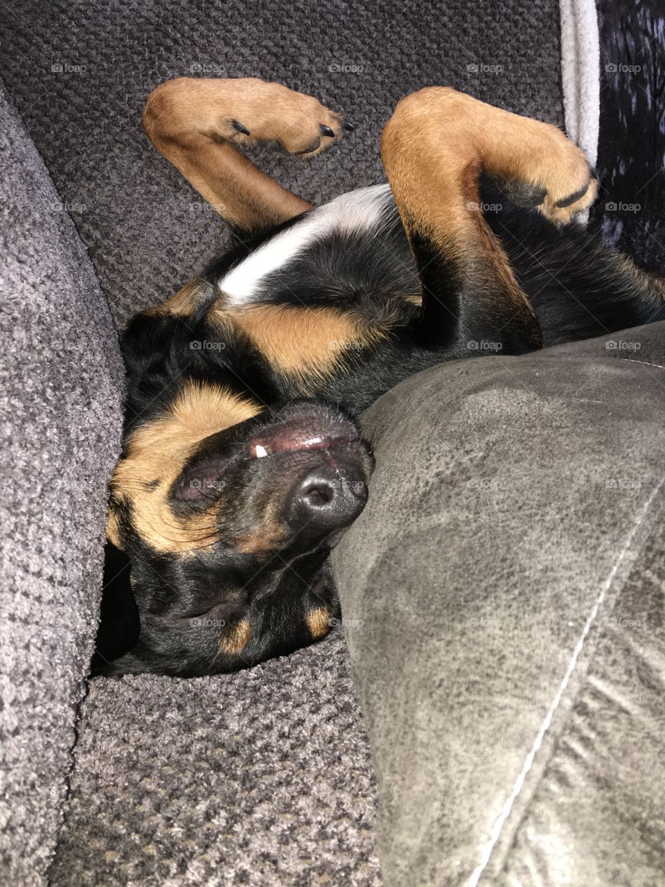 Sometimes you have to wonder how they're comfy in these positions! 