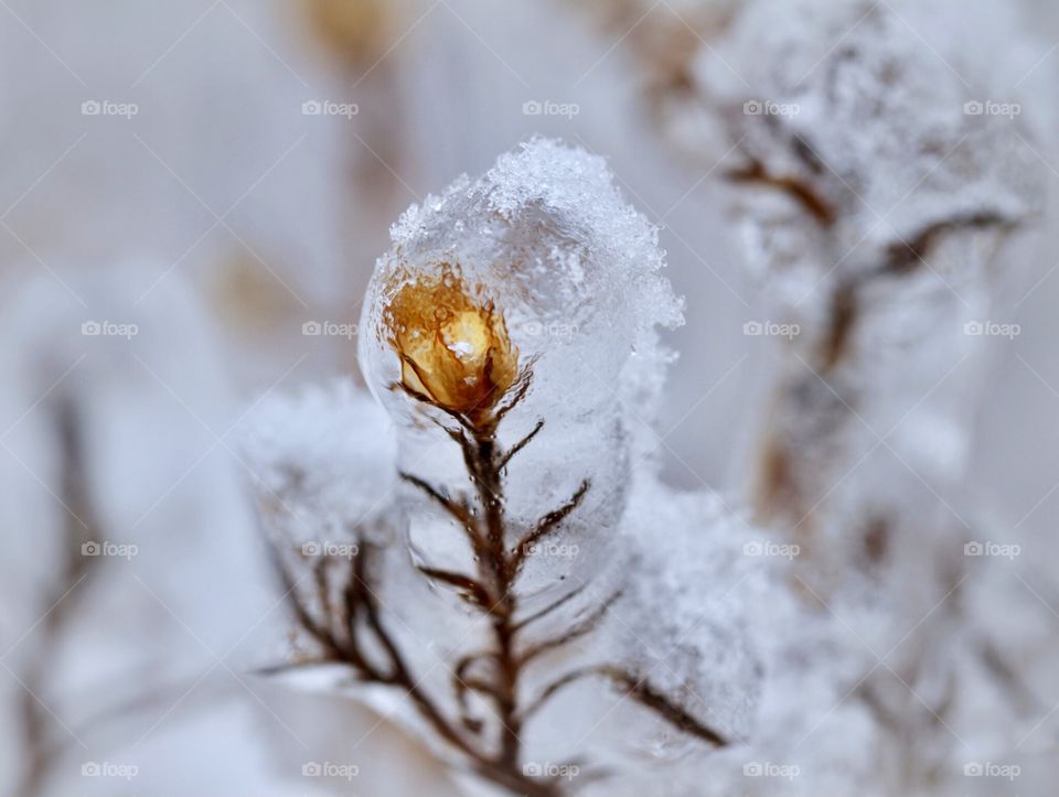 Ice flower