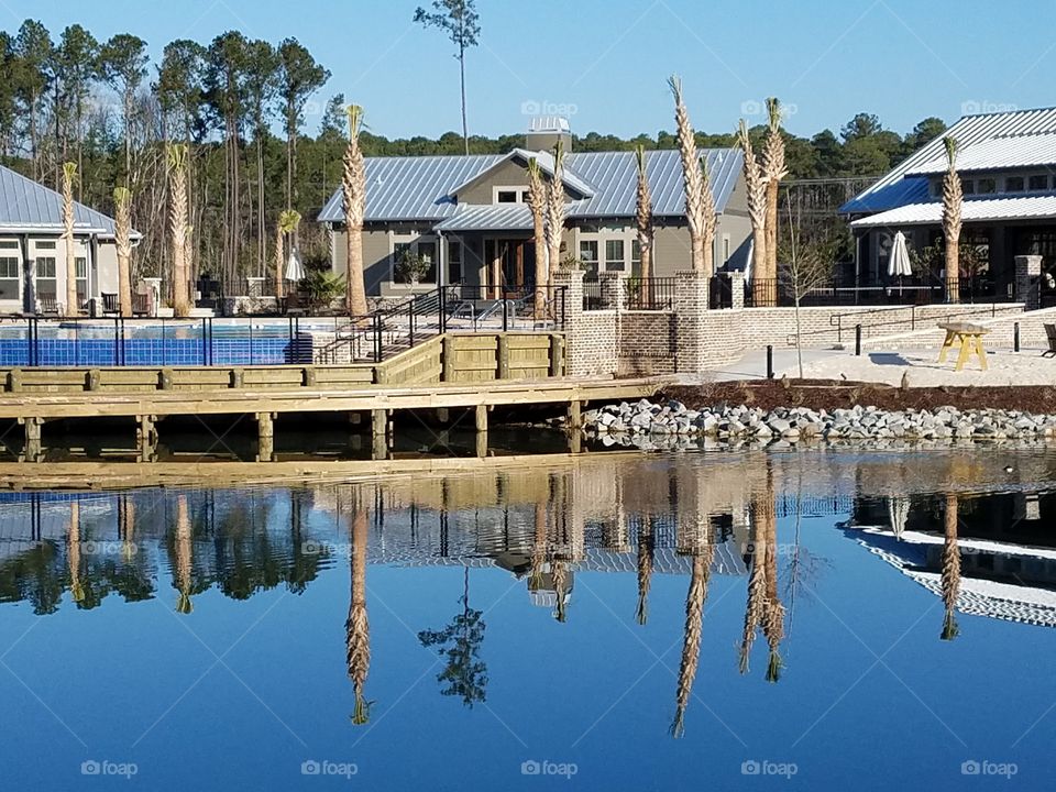 reflections of Palms