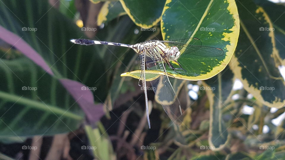 A closeup side view of a dragonfly perched on a leaf