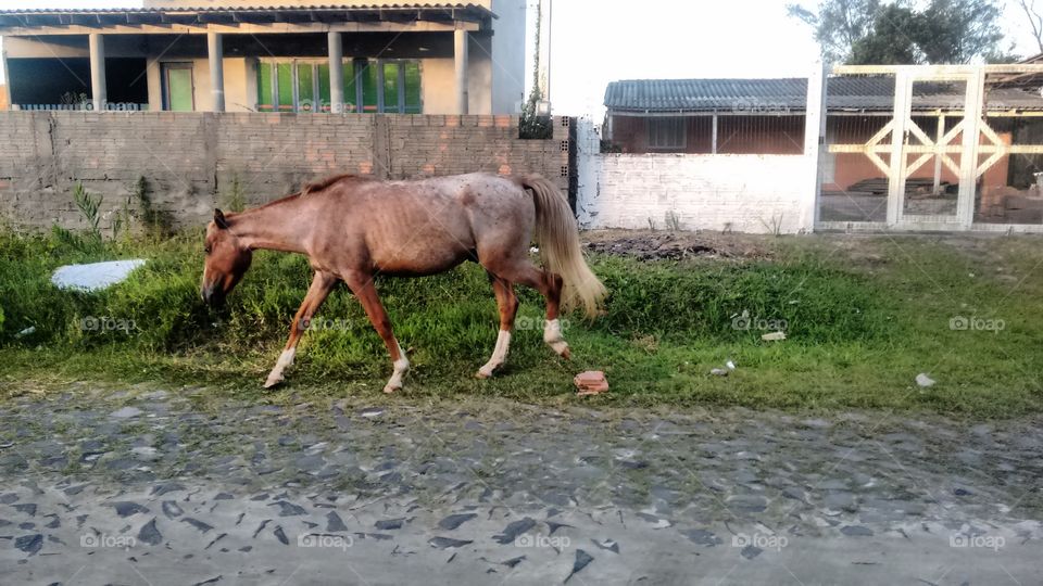 cavalo brasileiro passeando no meio da rua na praia