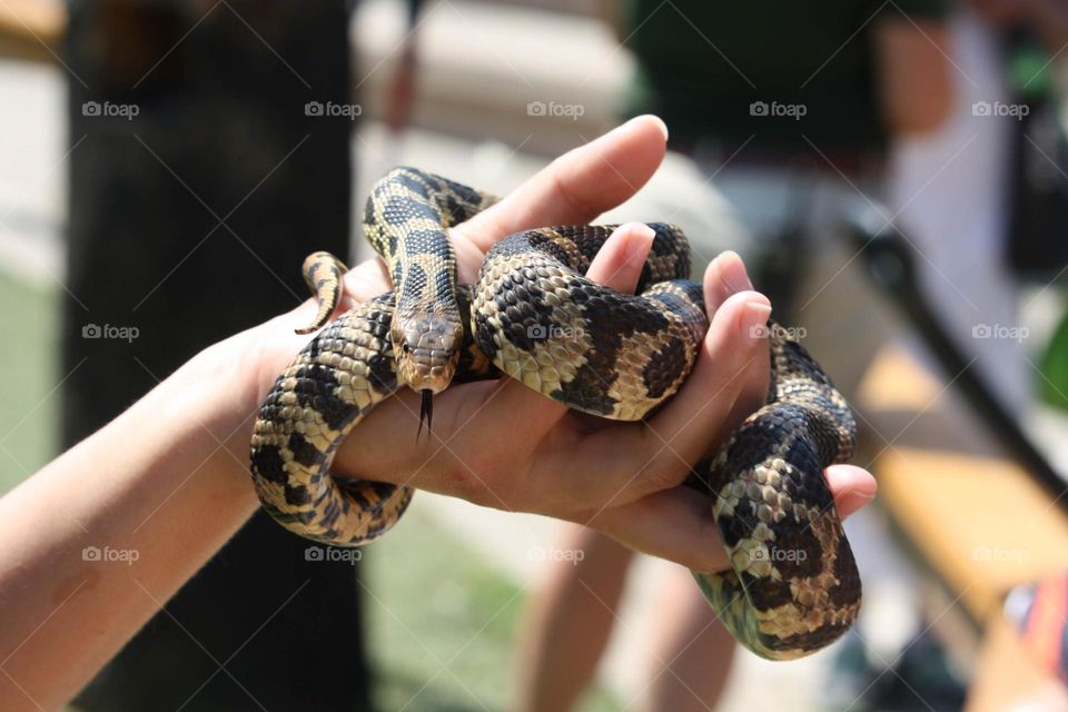 Pet snake