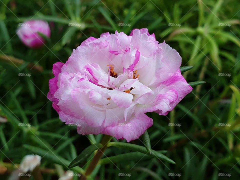 my beautiful Portulaca grandiflora