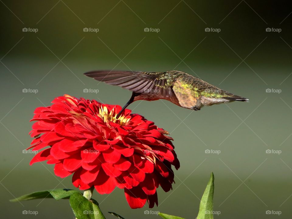 ruby-throated hummingbird feeding from zinnia flowers