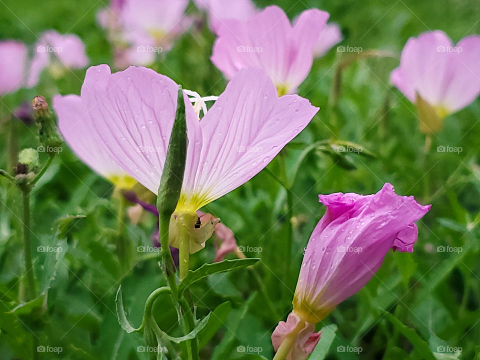 Spring  flowers - wild pink primrose