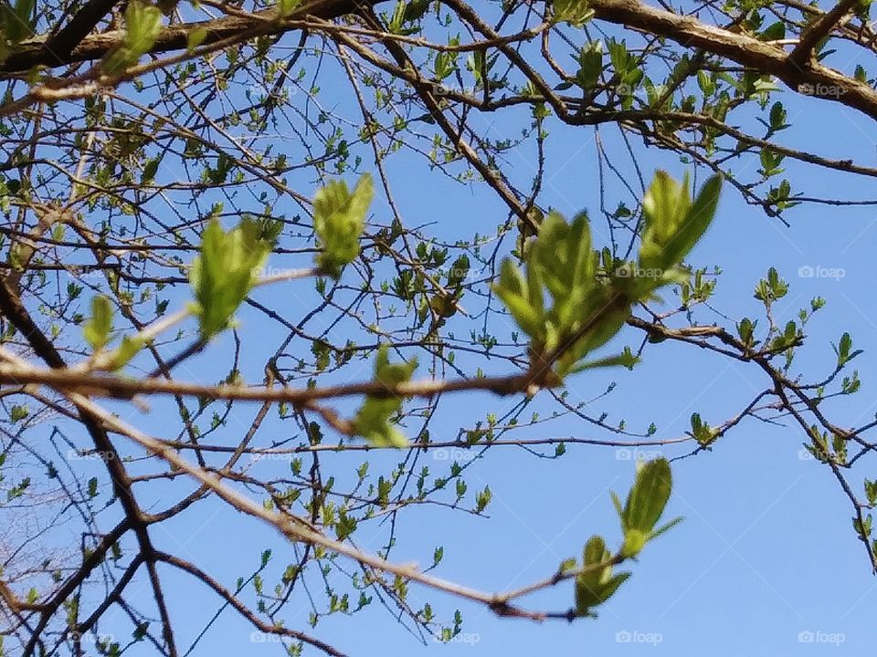 fresh leaves sprouting on tree branches