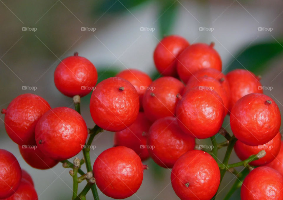 Close-up of red berries