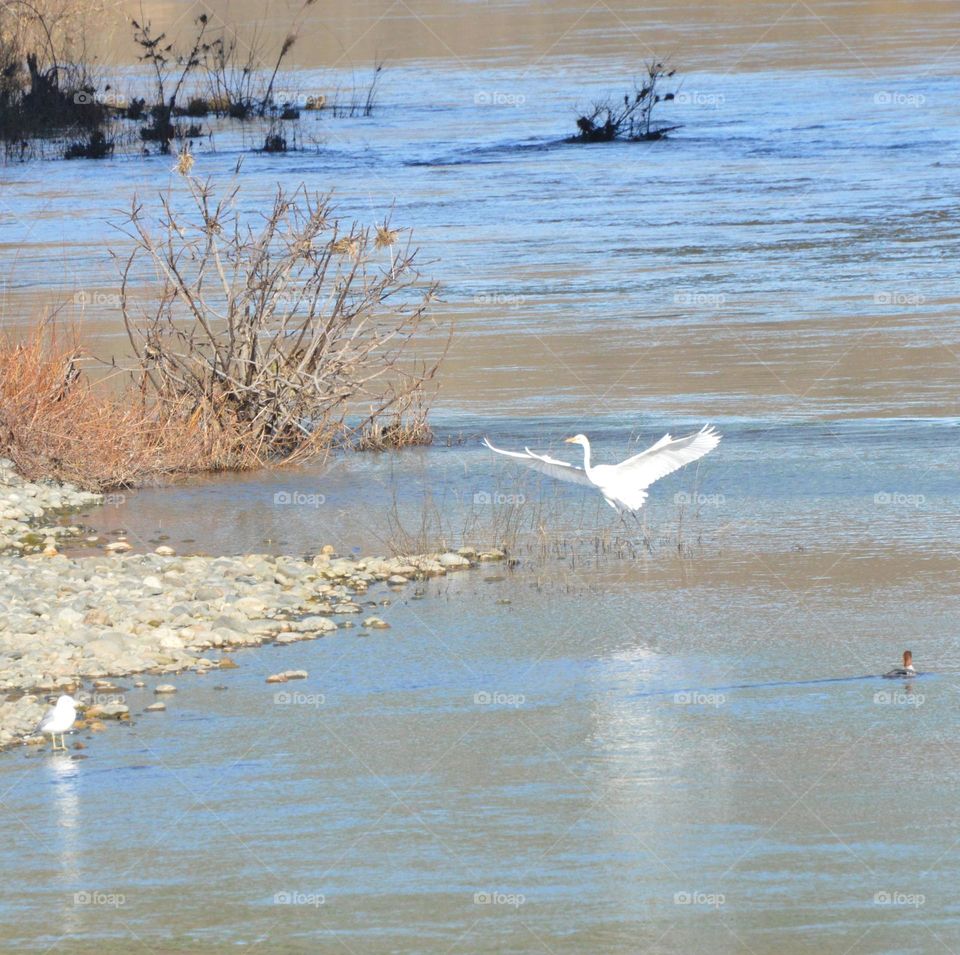 Enjoying the wildlife at the nimbus fish hatchery  In Fair Oaks California