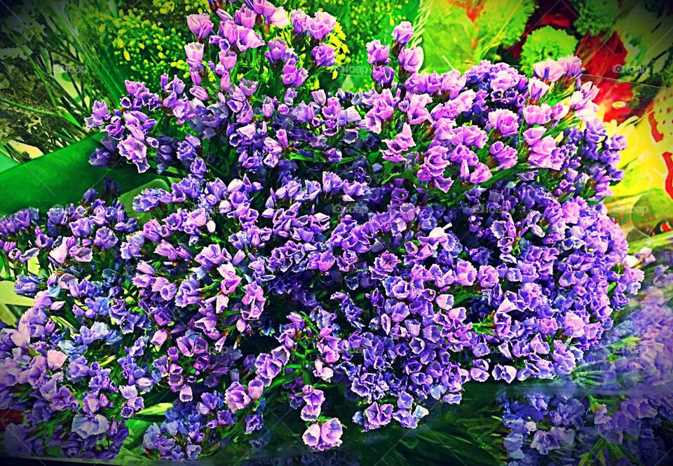 Purple flowers
