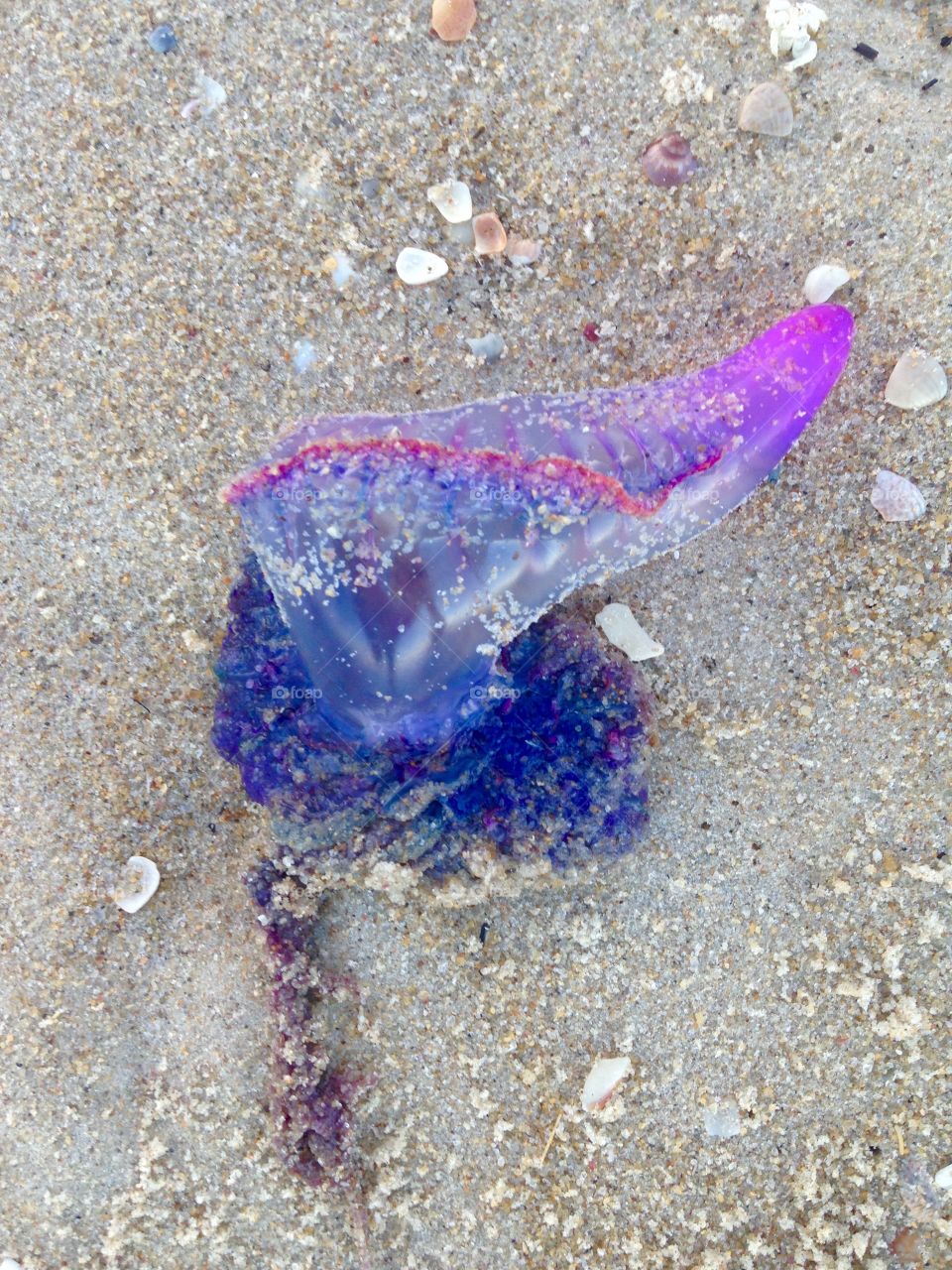Highly dangerous colorful jellyfish called caravela