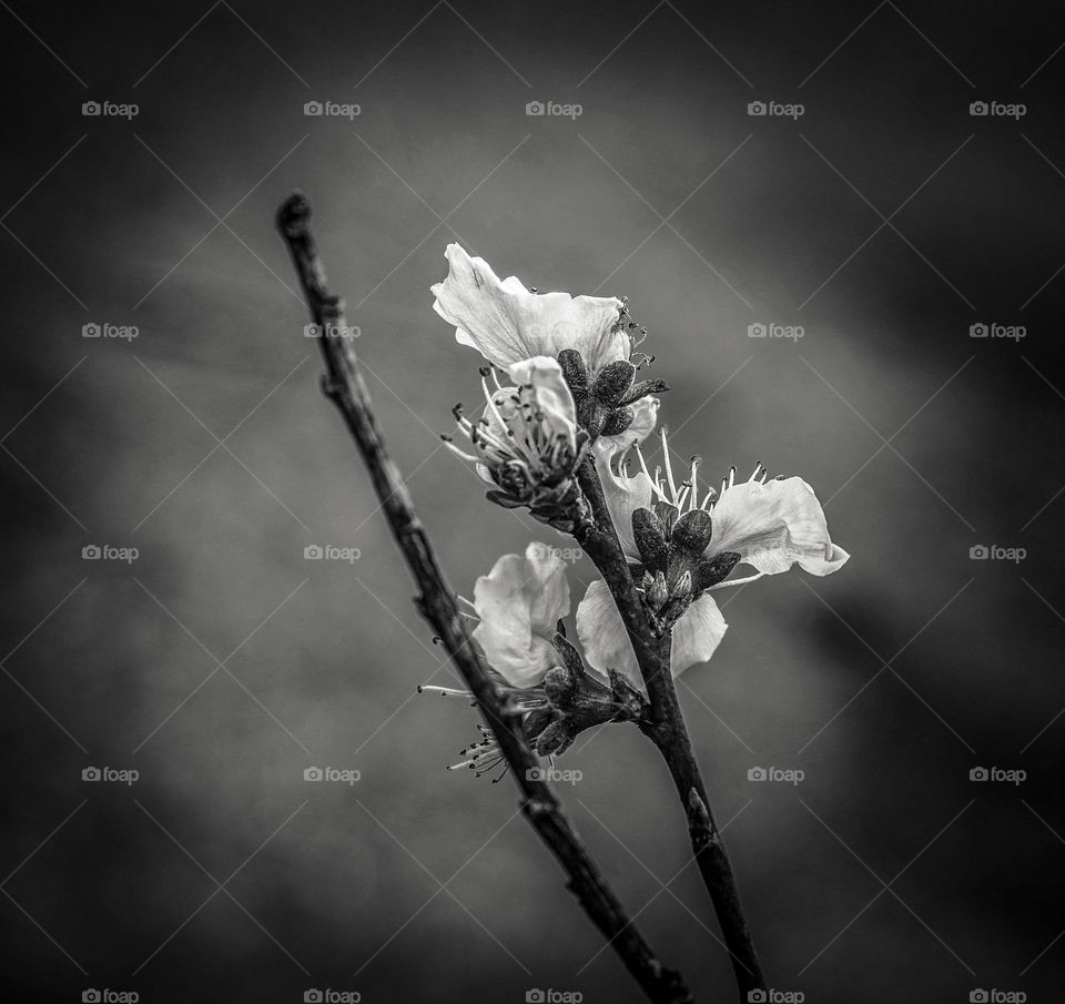 A candid shot of a beautiful Ornamental Pear tree, growing stately in my front yard. The delicate cluster blooms are the perfect means for Mother Nature to announce Spring is near.