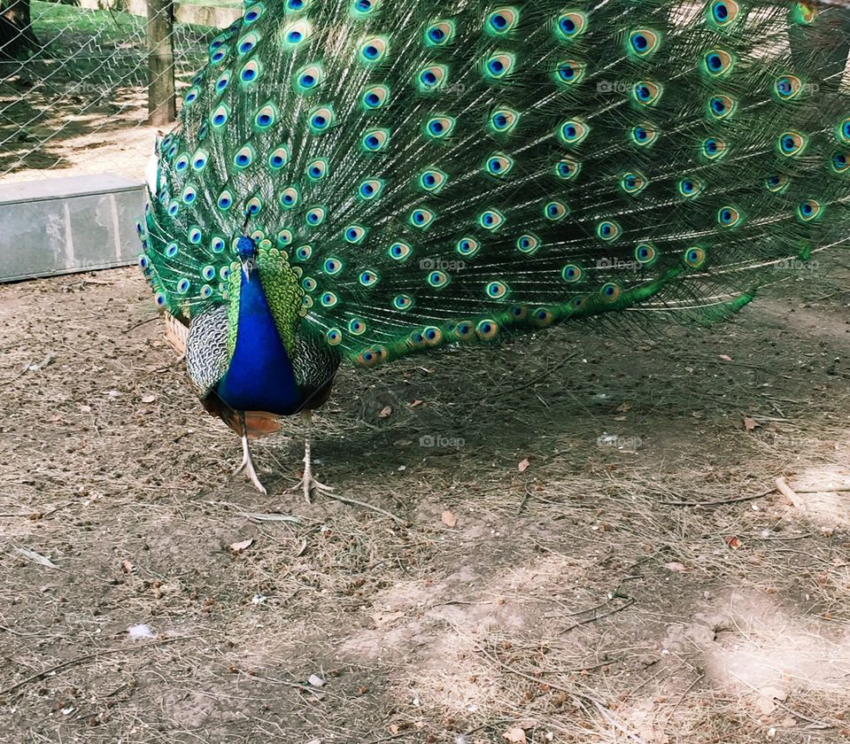 Pavão