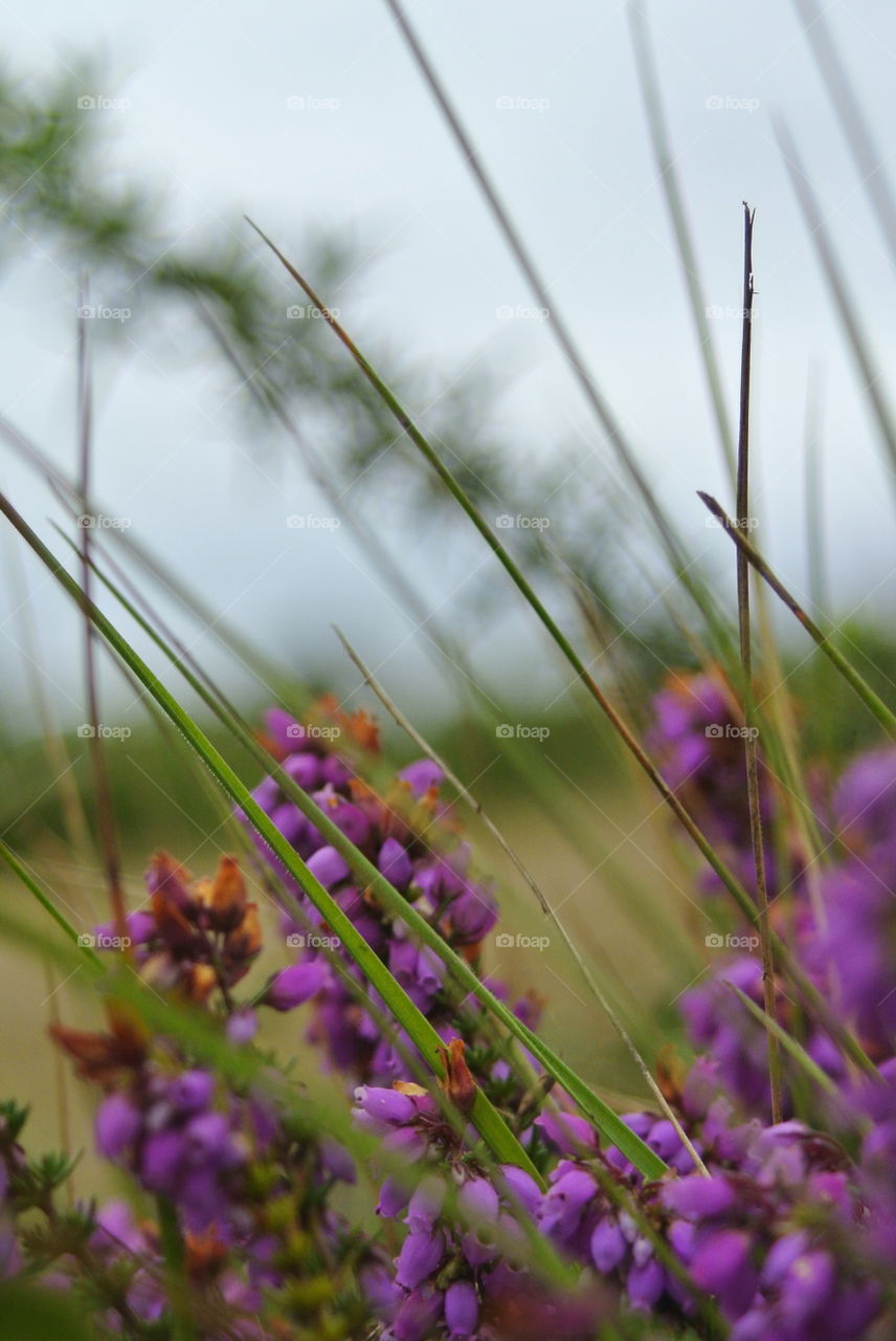 macro purple flower