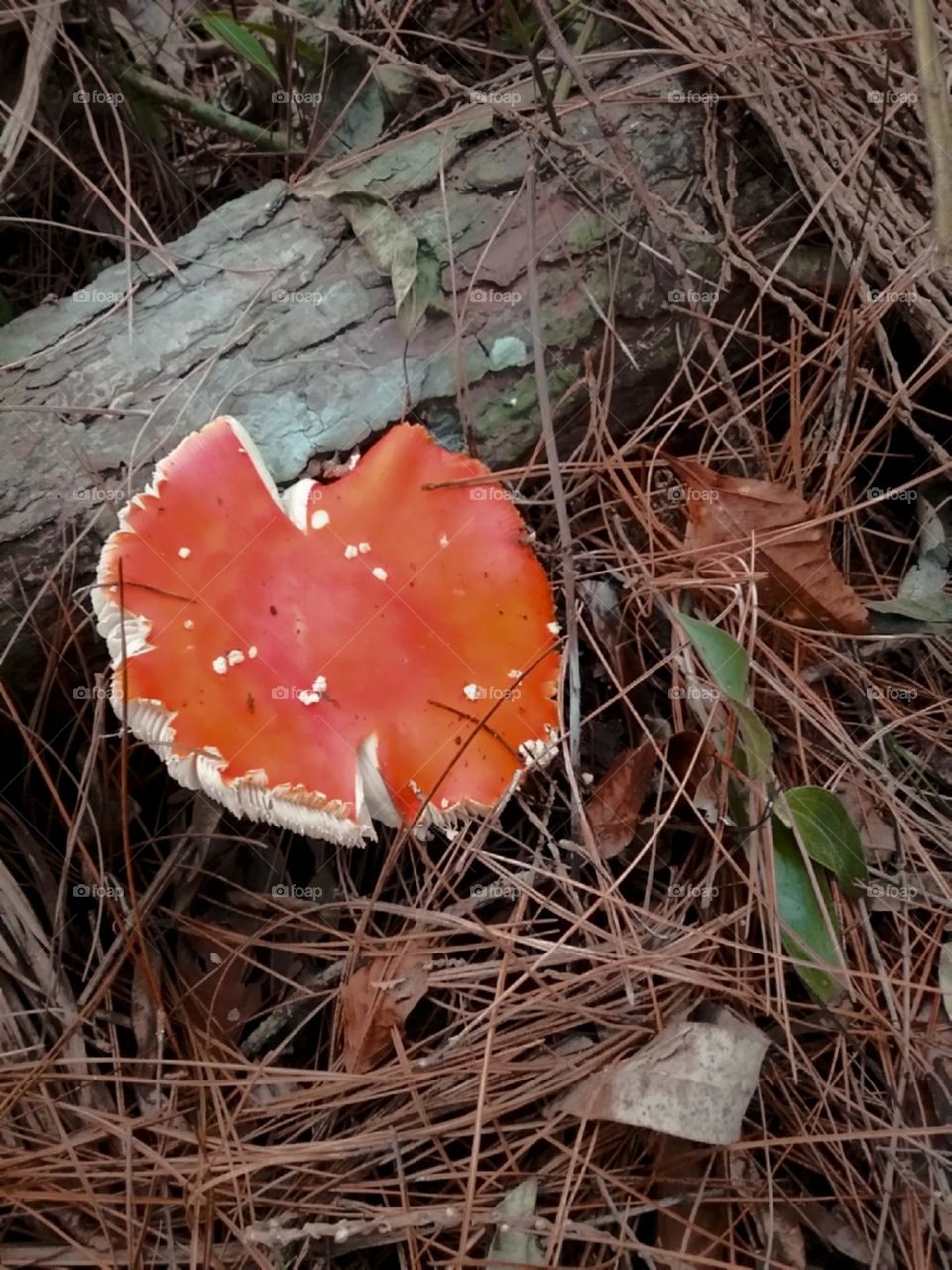 O psicodélico da floresta dos pinhais.