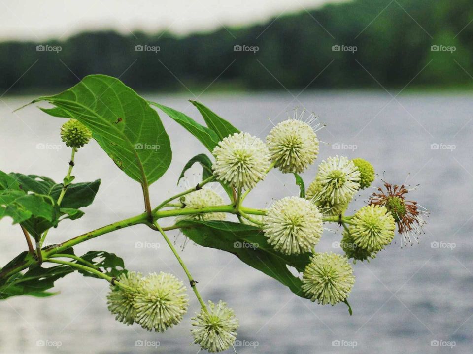 some kind of flower hanging over a lake