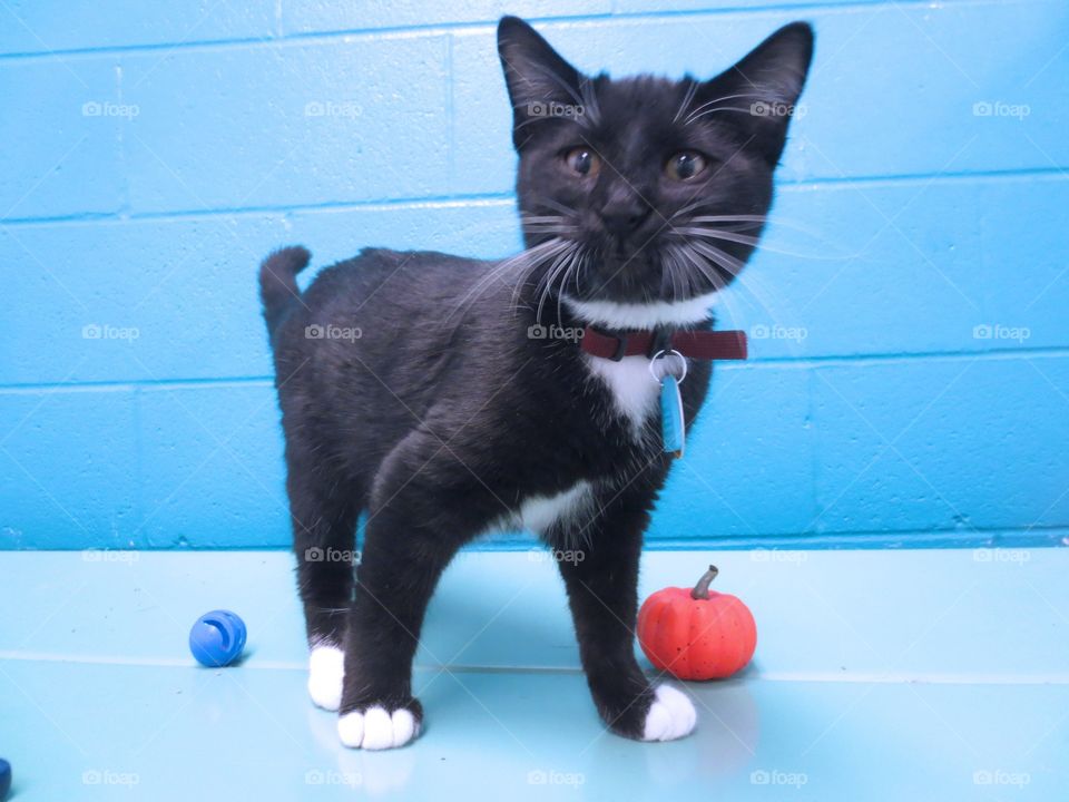 Black and white kitten 