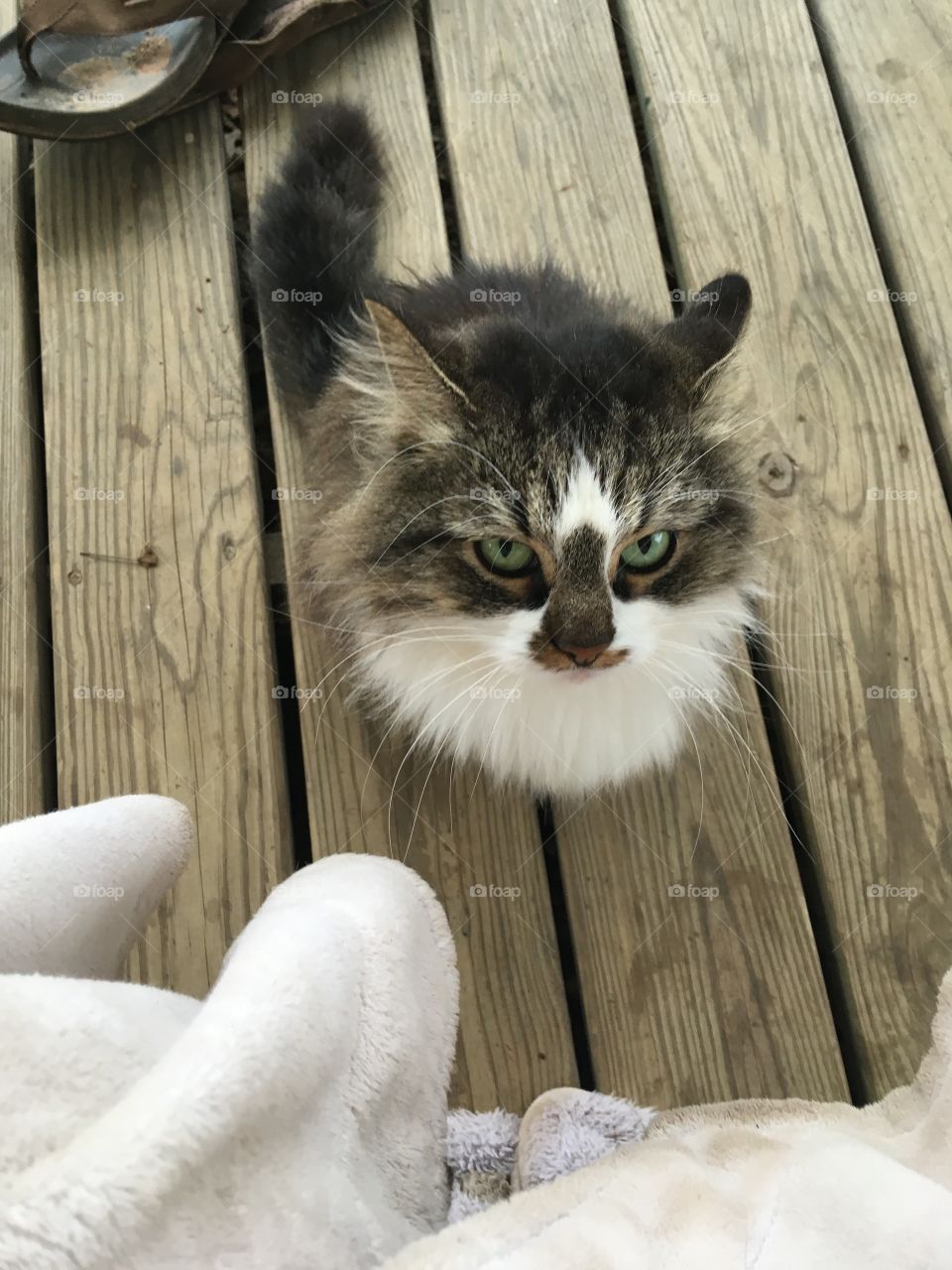 Pretty girl long hair domestic cat that adopted husband and I. Markings on her face is only part of her personality!