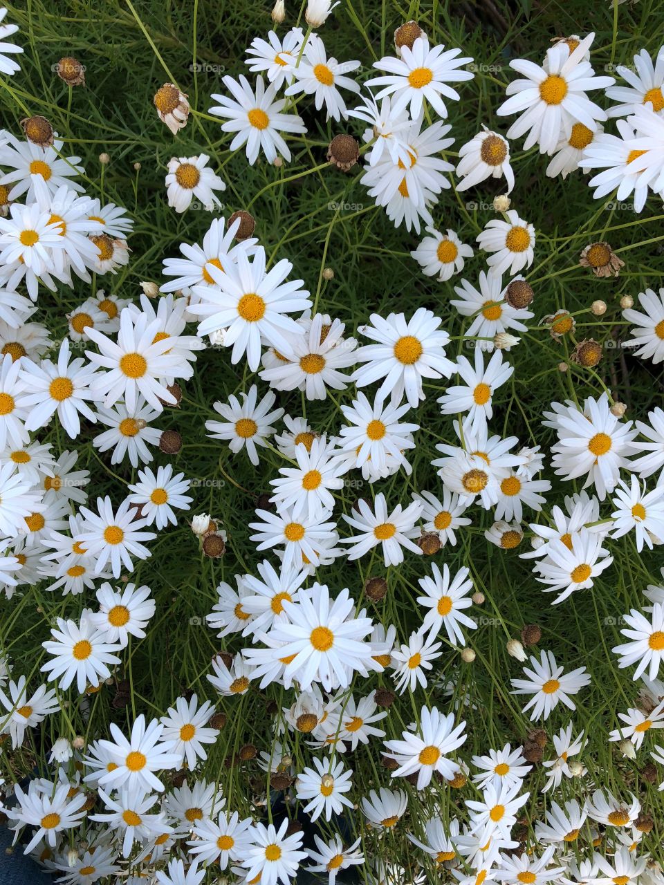 Marguerites