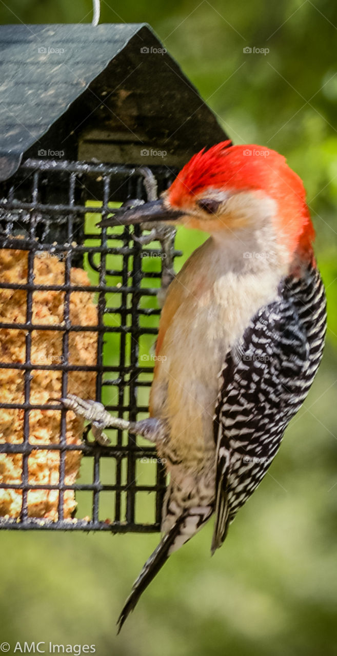 Red headed woodpecker on a bird feeder