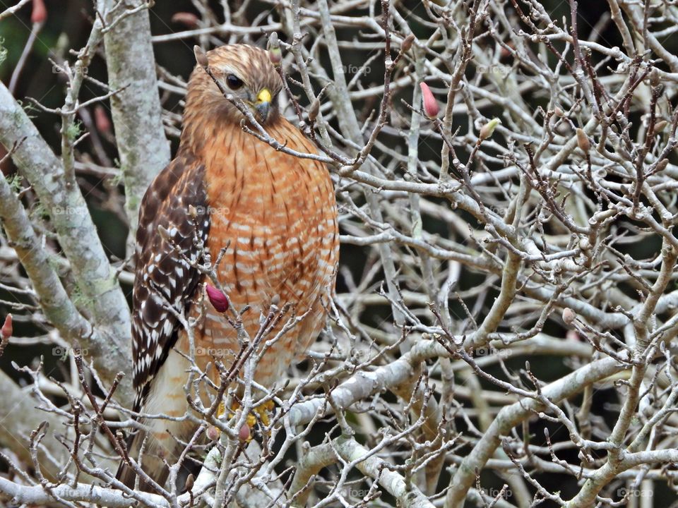  The Red-tailed Hawk is also known as a raptor. These hawks are often seen perched near roadside trees or soaring over open fields.