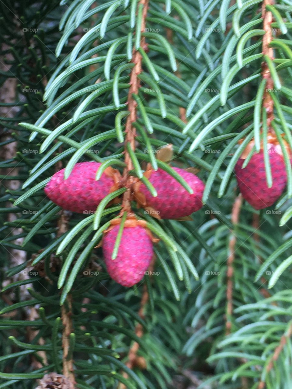 buds on spruce