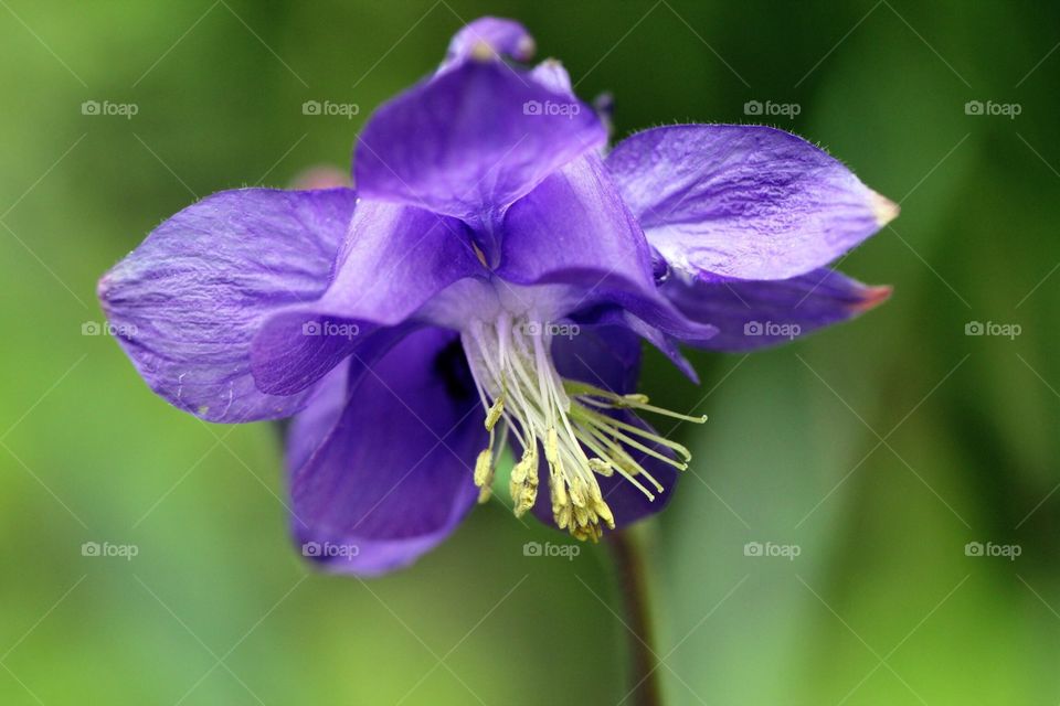 Macro of purple flower