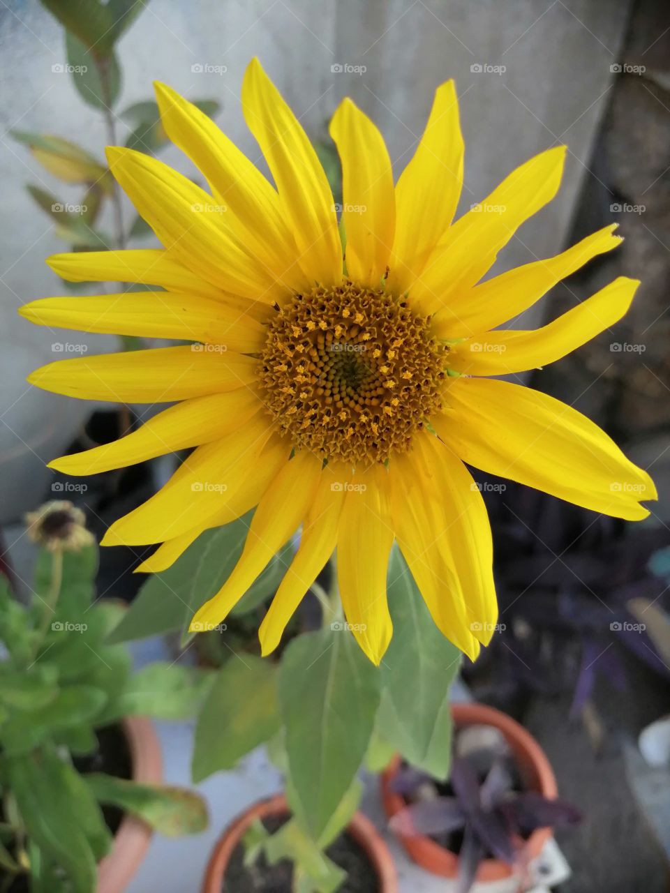 Shapes of nature. Beautiful yellow colour sunflower.