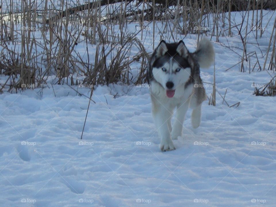 My Siberian Husky! Looks like a wolf