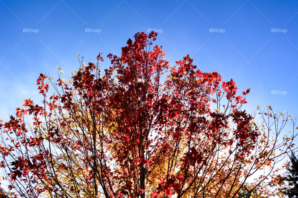 Red foliage against blue sky