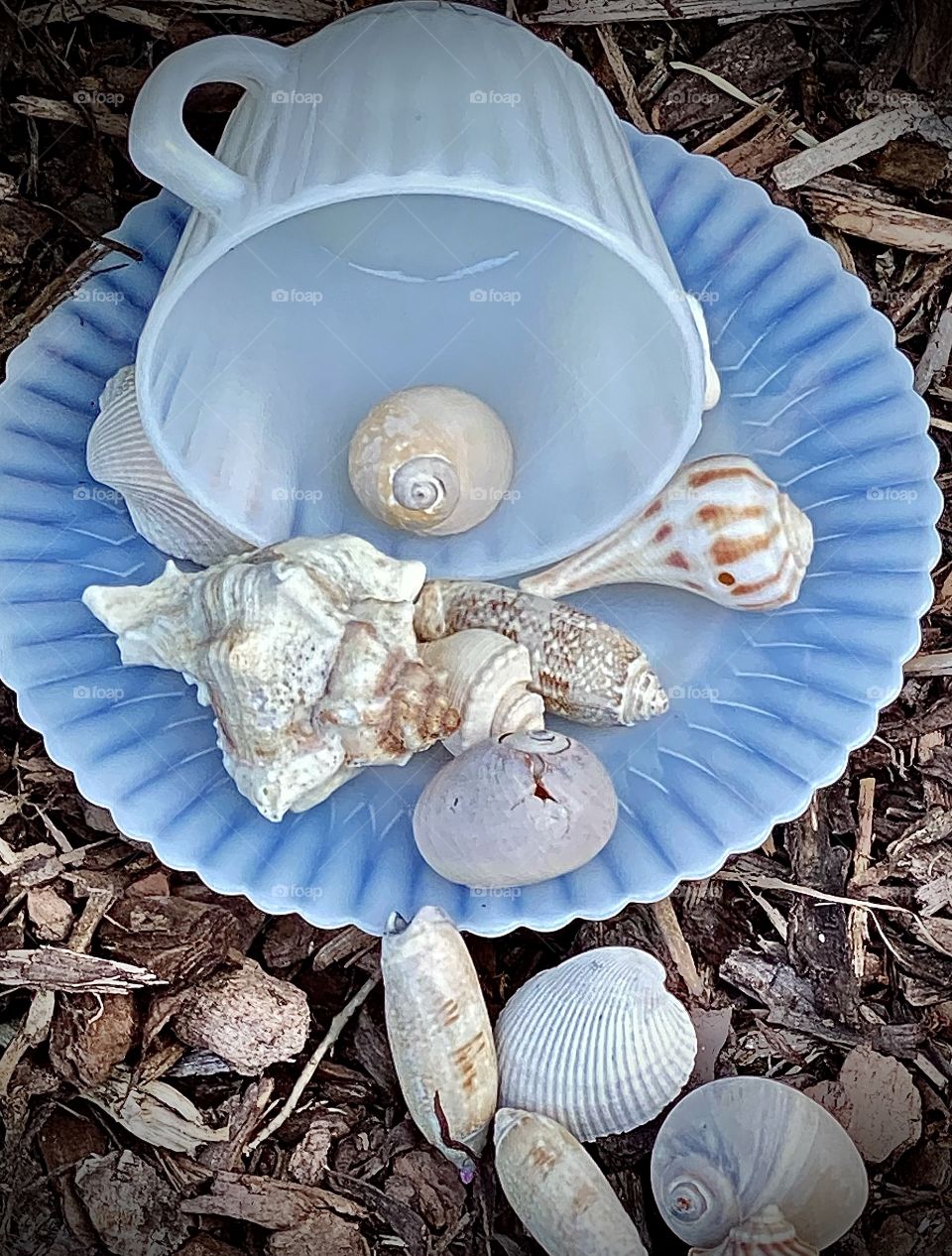 Seashells and Teacup