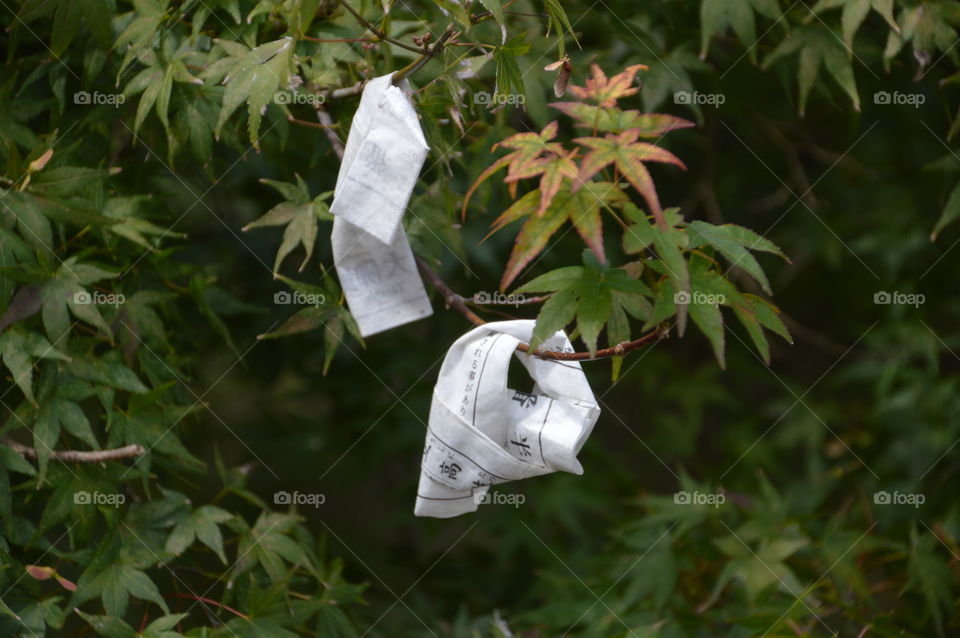 Omikuji In A Tree