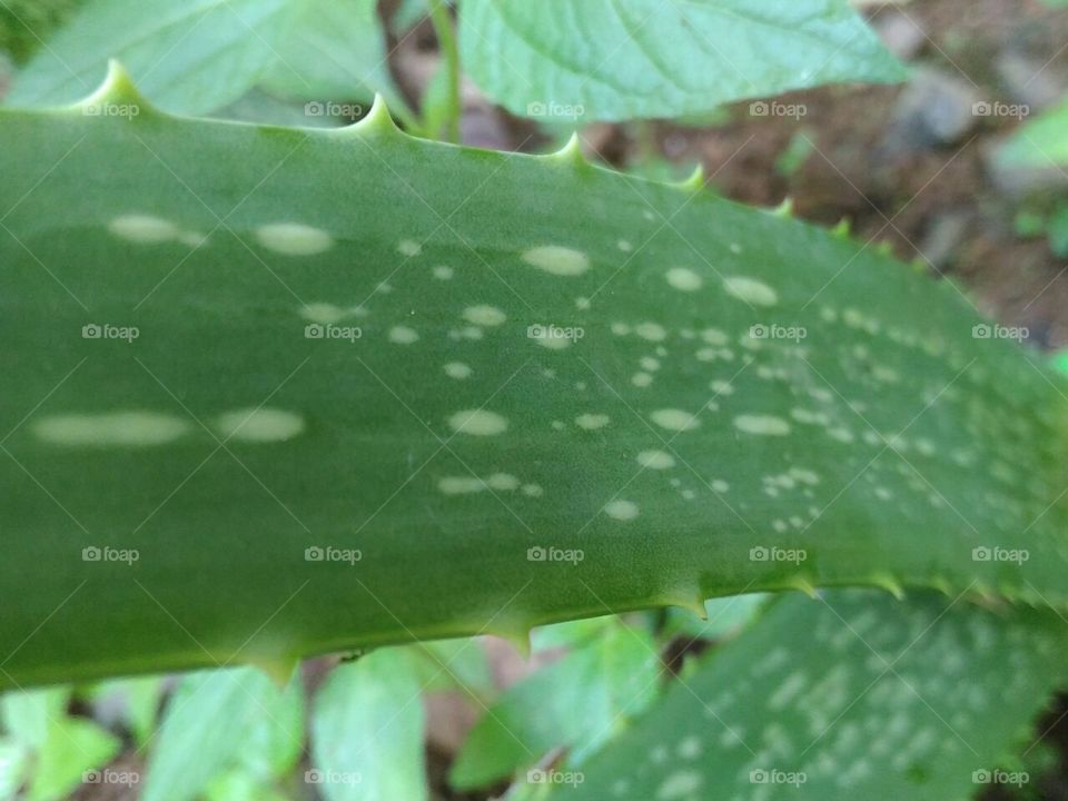 Beautiful  and  closeup  photo  of  Aloevera  plant.