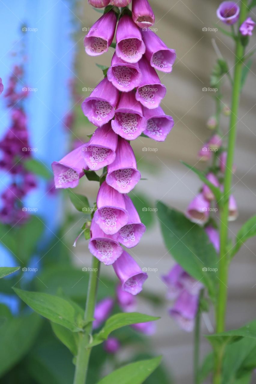 Purple flowers 