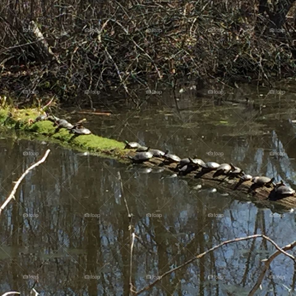 Turtles all in a row!