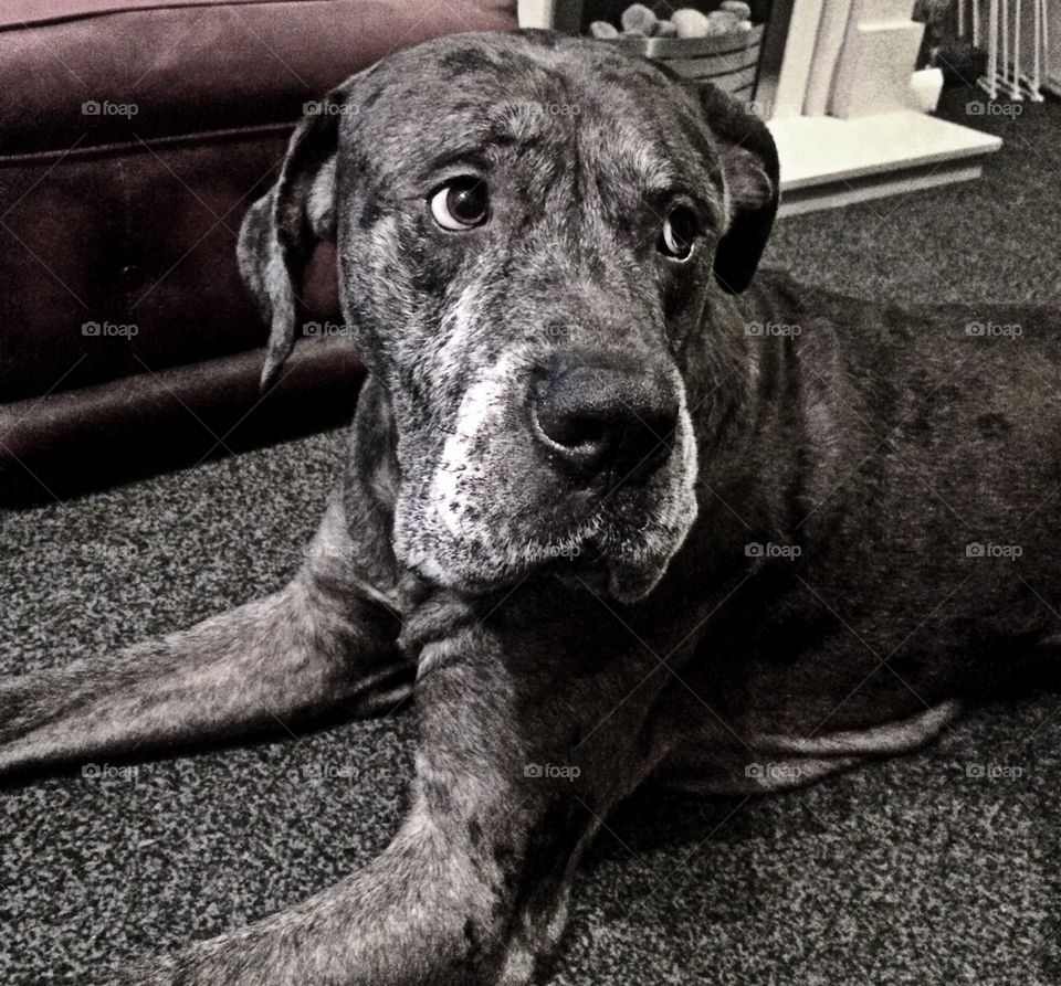 Great Dane looking sad 