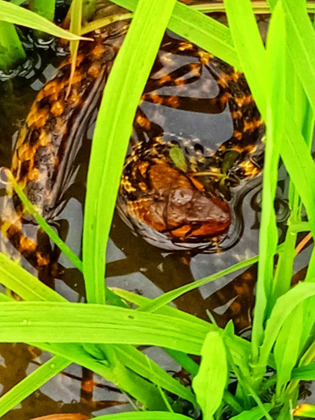 Snake