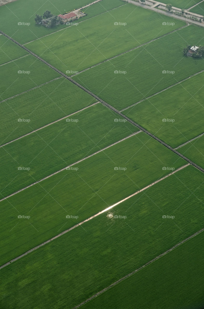 Perfect green rectangles of newly planted rice paddies bordered by irrigation canals