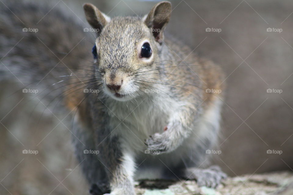 Portrait of squirrel